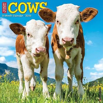 Cows 2026 12 X 12 Wall Calendar