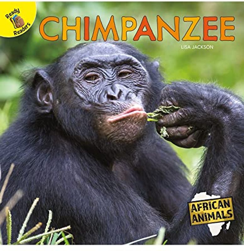 Chimpanzee