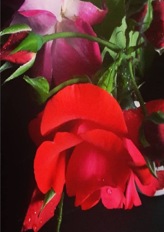 Du bist wie eine zarte Rose