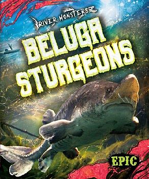Beluga Sturgeons