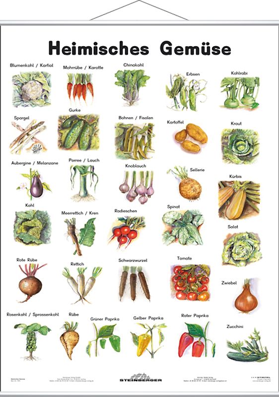 Heimisches Gemüse. Lernposter mit Metallbeleistung