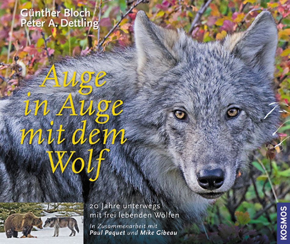 Auge in Auge mit dem Wolf