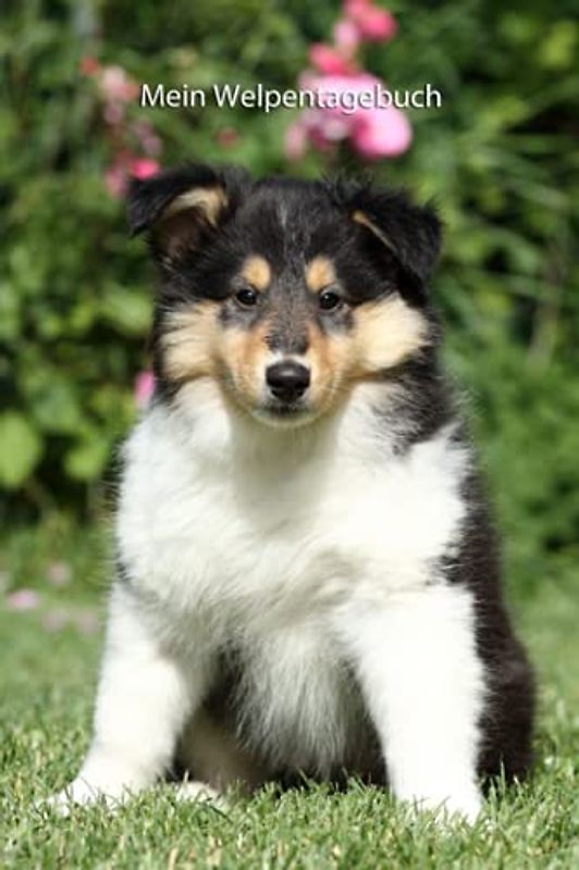 Mein Welpentagebuch: die ersten Monate mit meinem Collie (Amerikanischer Collie - alle Bücher: Trainingstagebuch, Krankenakte, BARF Planer und Welpentagebuch, Band 2)