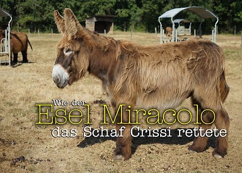 Wie der Esel Miracolo das Schaf Crissi rettete