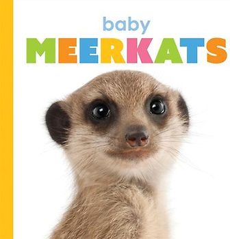 Baby Meerkats