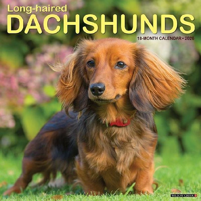 Longhaired Dachshunds 12 X 12 Wall Calendar