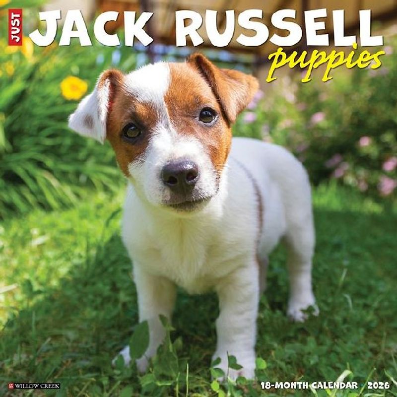 Jack Russell Puppies 2026 12 X 12 Wall Calendar