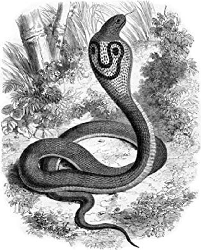 e.x.o.b.o | Notizbücher: Umfangreiches und exotisches Blanko-Journal mit einzigartiger Vintage-Handzeichnung (Brillenschlange)