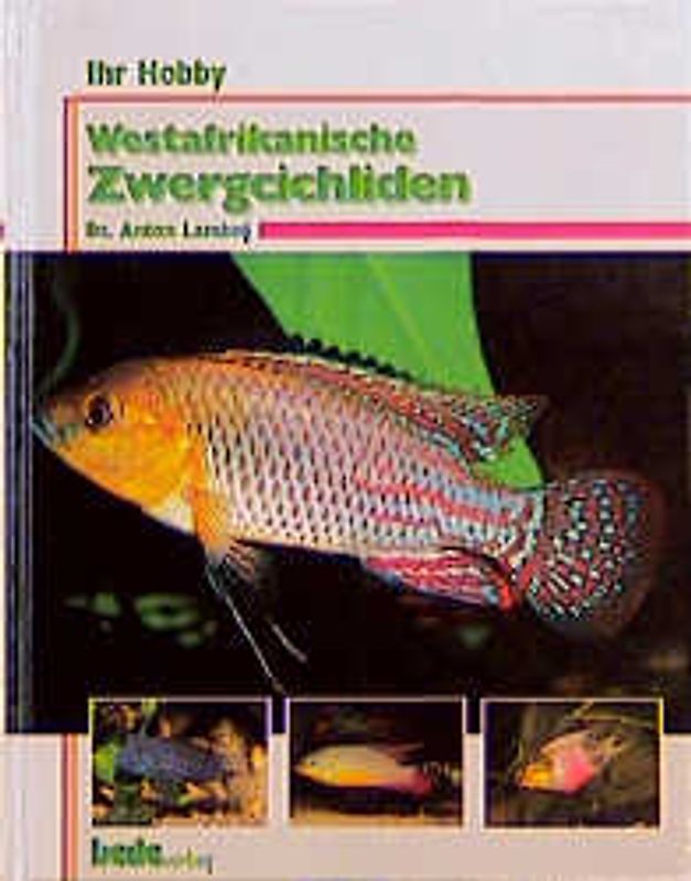 Ihr Hobby Westafrikanische Zwergcichliden
