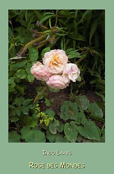 Valdolon / Rose des Mondes