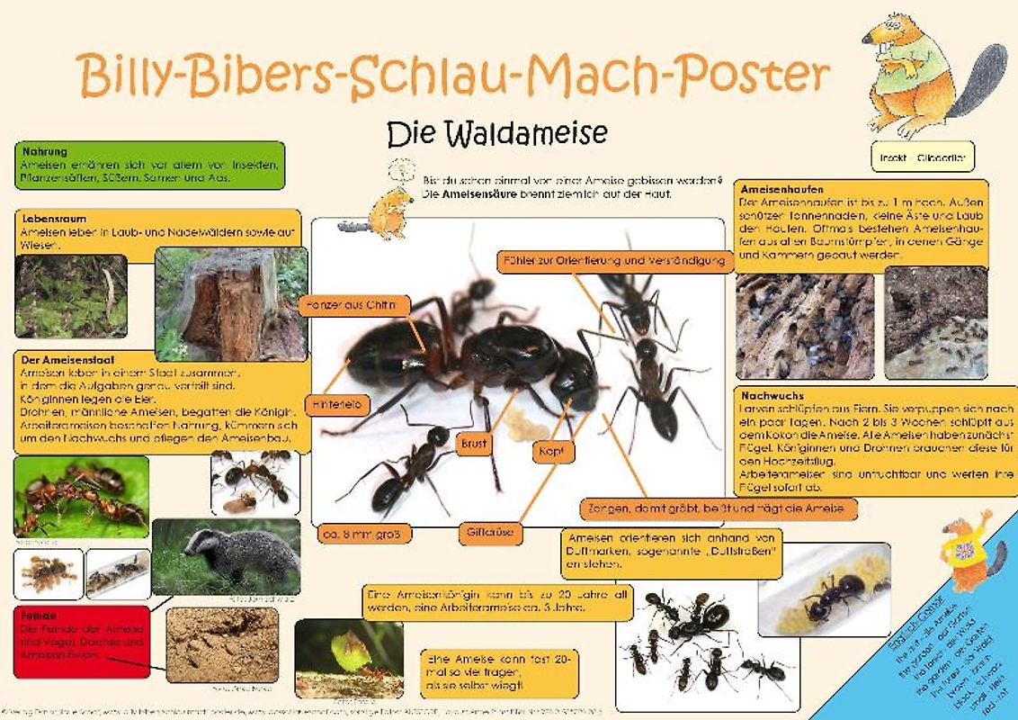 Billy-Bibers-Schlau-Mach-Poster - Die Ameise