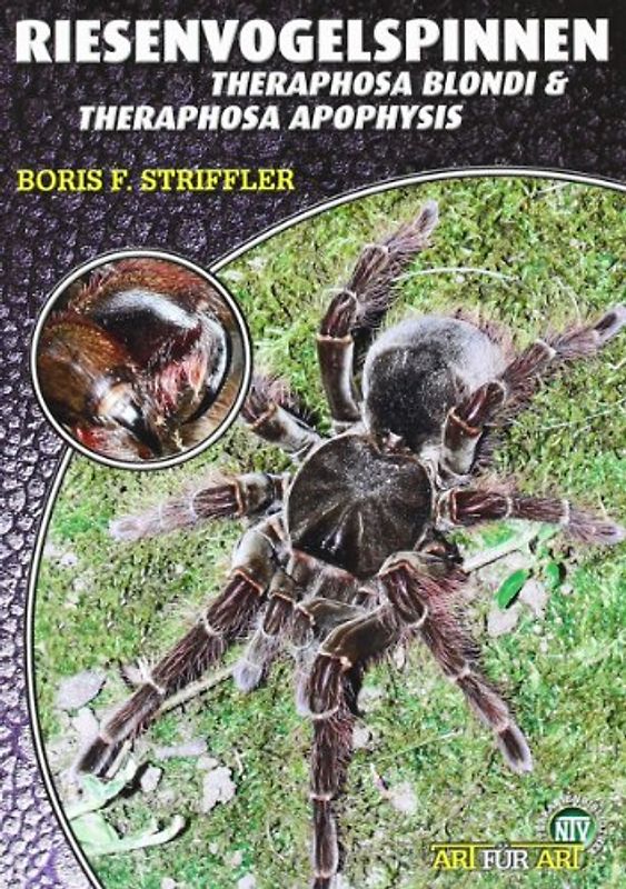 Riesenvogelspinnen
