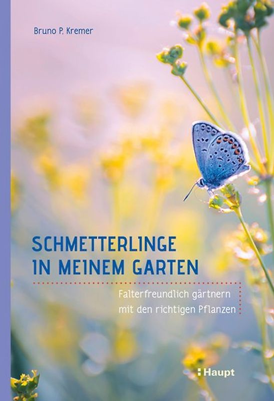 Schmetterlinge in meinem Garten