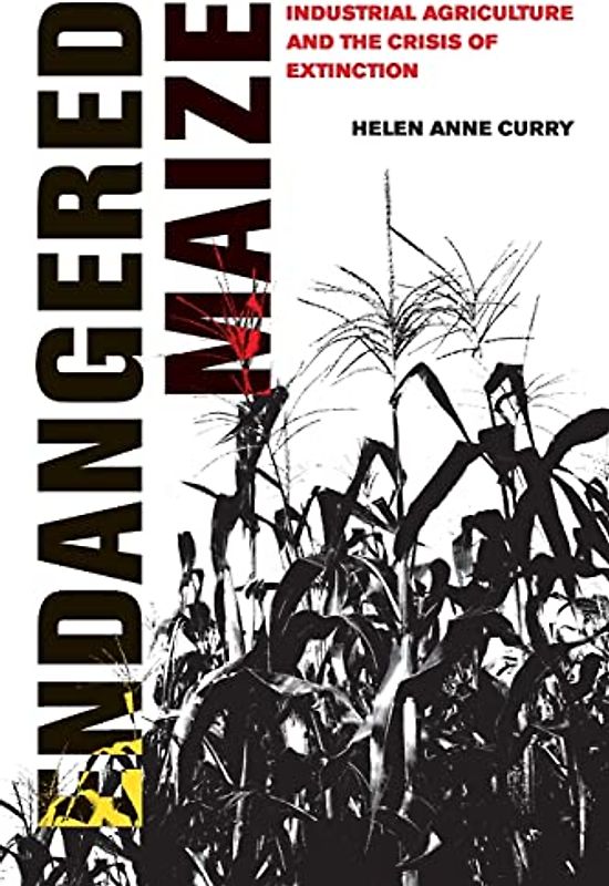 Endangered Maize: Industrial Agriculture and the Crisis of Extinction