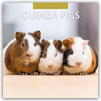 Guinea Pigs  2026 Square Wall Calendar