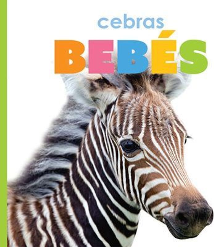 Cebras Bebés