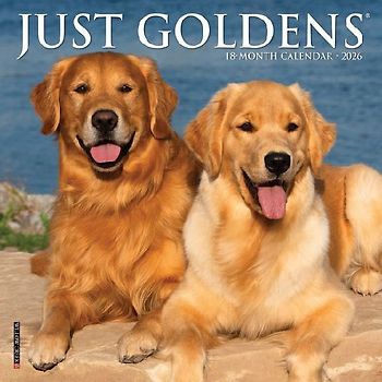 Just Goldens 2026 7 X 7 Mini Wall Calendar