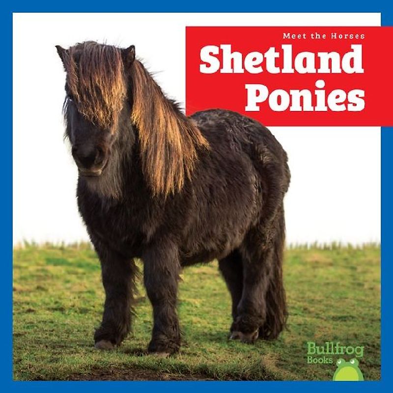 Shetland Ponies