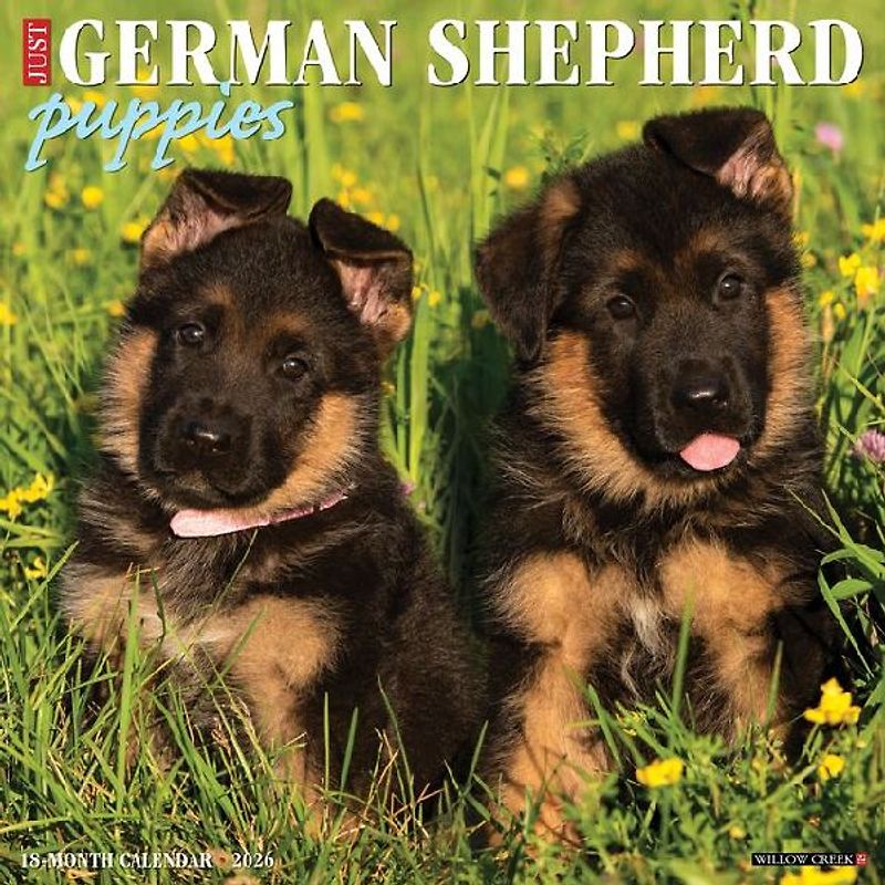 German Shepherd Puppies 2026 12 X 12 Wall Calendar