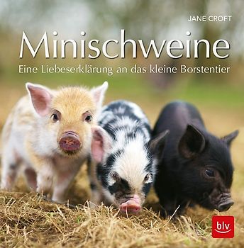 Minischweine