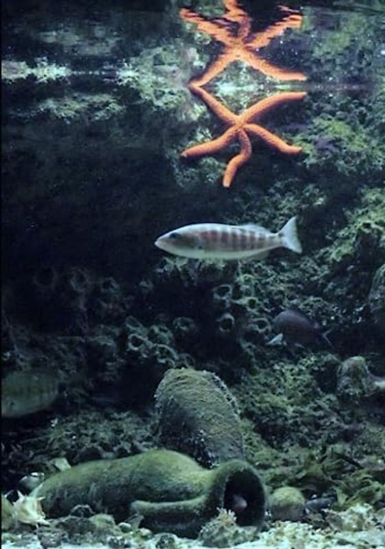 Die Fauna des Mittelmeeres – Wirbeltiere: Kieferlose, Fische, Haie, Rochen Meeresschildkröten und Manteltiere