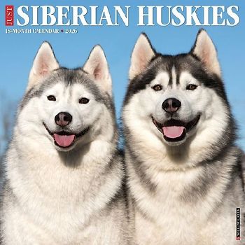 Siberian Huskies 2026 12 X 12 Wall Calendar