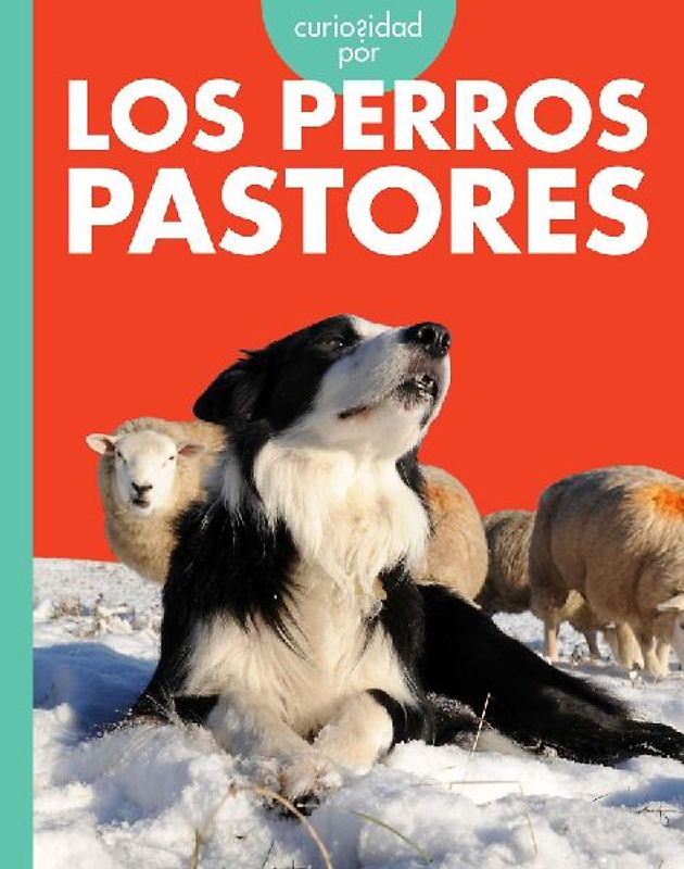 Curiosidad Por Los Perros Pastores