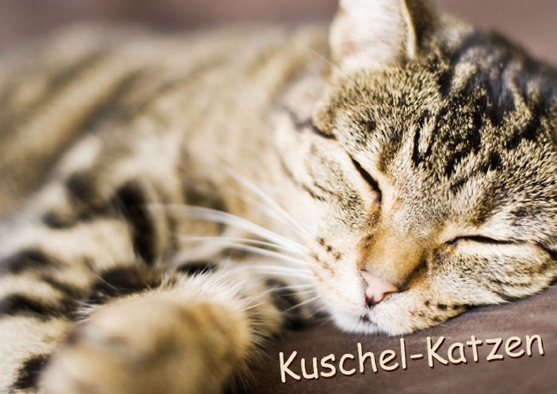 Kuschel-Katzen (Posterbuch DIN A4 quer)
