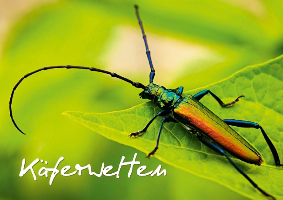 Käferwelten (Posterbuch DIN A3 quer)