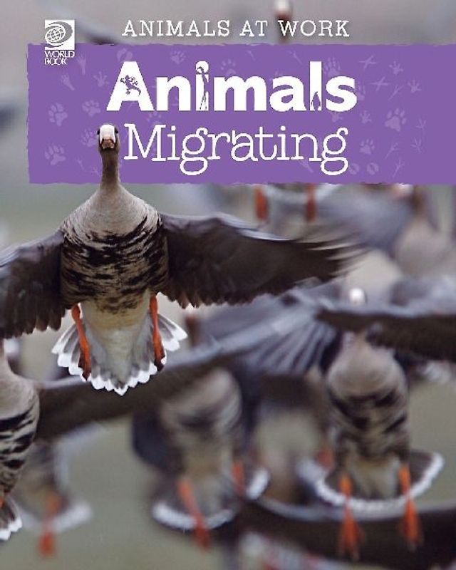 Animals Migrating