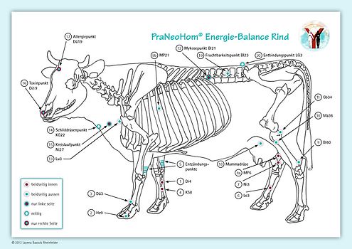 Akupunktur-Tafel Rind/Kuh. PraNeoHom® Energiebalance durch Heilen mit Zeichen