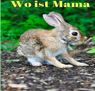 Wo ist Mama