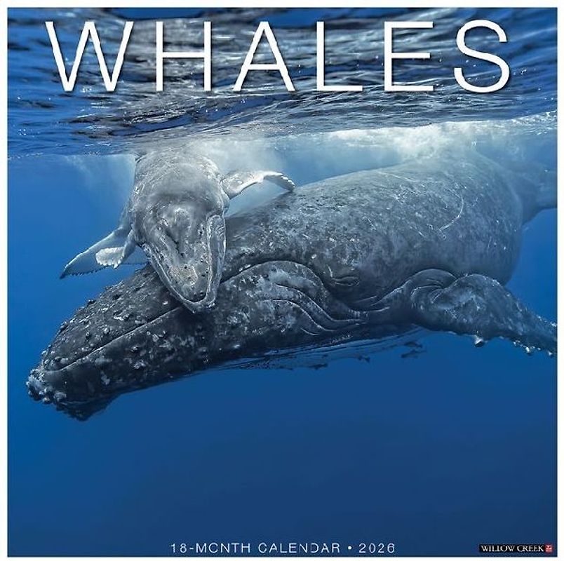 Whales 2026 12 X 12 Wall Calendar