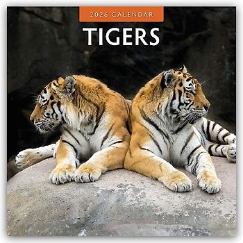 Tigers 2026 Square Wall Calendar