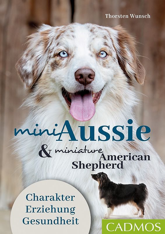 Mini Aussie und Miniature American Shepherd