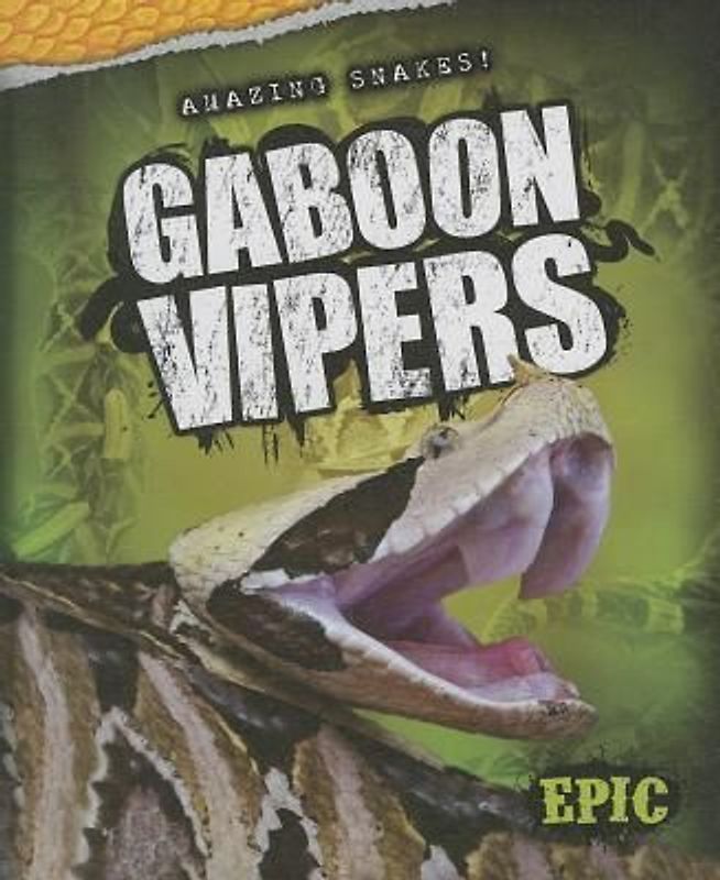 Gaboon Vipers