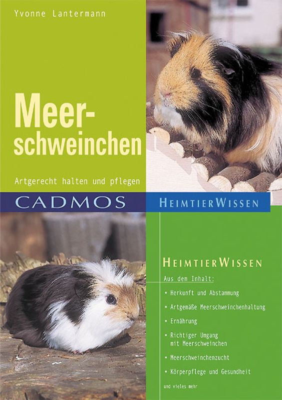 Meerschweinchen