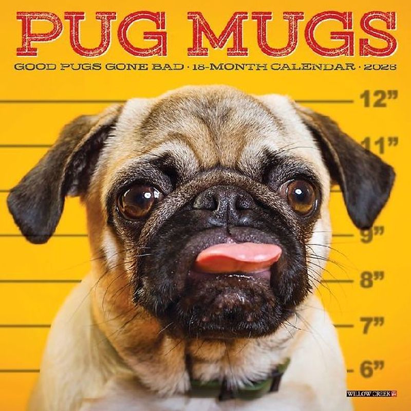 Pug Mugs 2026 7 X 7 Mini Wall Calendar