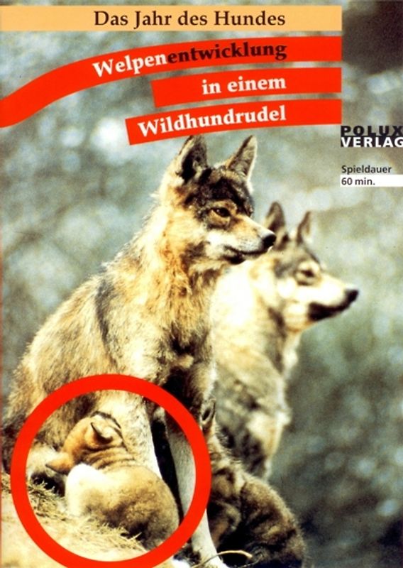Das Jahr des Hundes - Welpenentwicklung in einem Wildhundrudel DVD