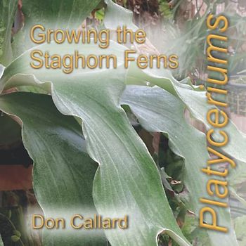 Platyceriums: Growing the Staghorn Ferns