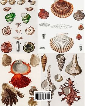 Vintage Molluscs and Shell Ephemera
