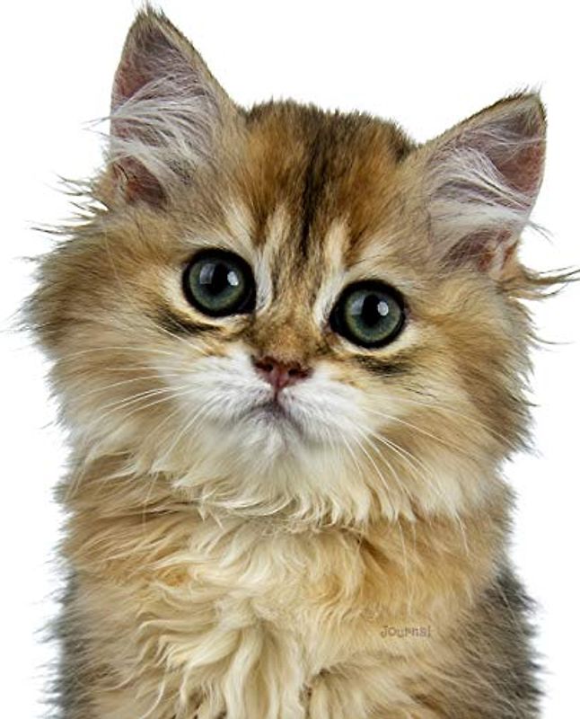 Journal: Cute British Longhair Kitten Notebook