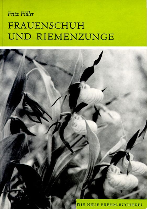 Frauenschuh und Riemenzunge