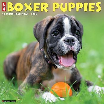 Boxer Puppies 2026 12 X 12 Wall Calendar