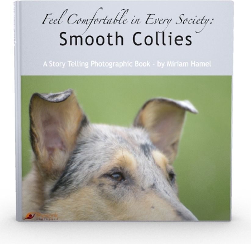 Feel comfortable in every Society: Smooth Collies