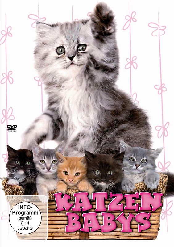 Katzenbabys DVD