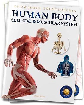Human Body