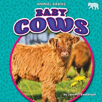 Baby Cows