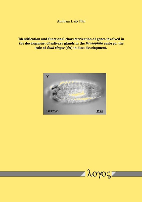 Identification and functional characterization of genes involved in the development of salivary glands in the Drosophila embryo: the role of dead ringer (dri) in duct development