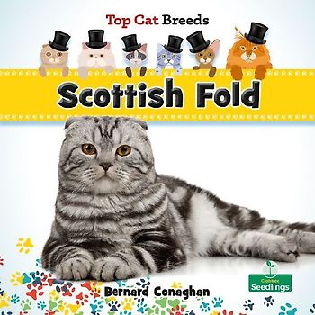 Scottish Fold